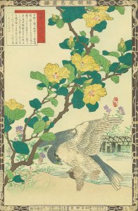 楳嶺花鳥画譜 黄槿 隼／楳嶺