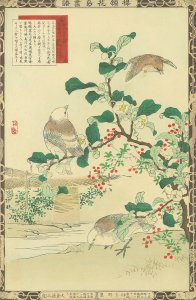 楳嶺花鳥画譜 茶 椋鳥 鷦鷯／楳嶺